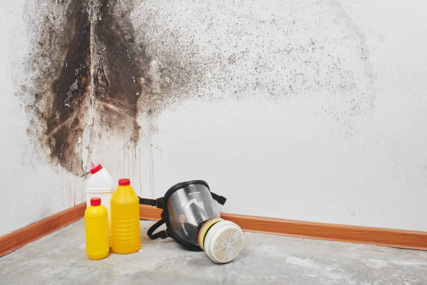 Reliable Morada, CA Mold Removal Solutions
