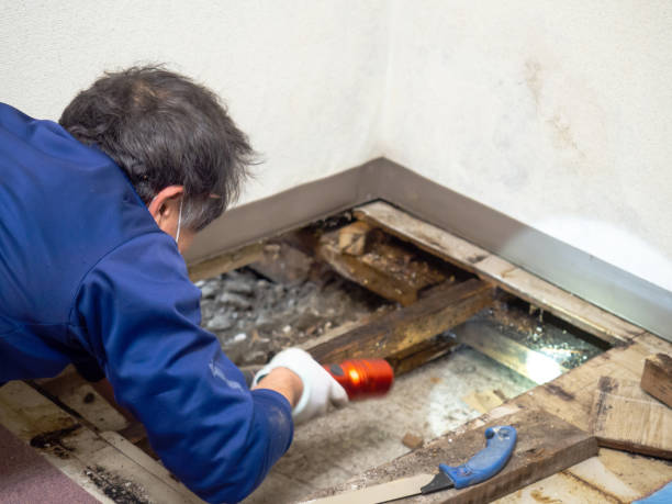 Best Mold Remediation Experts  in Morada, CA