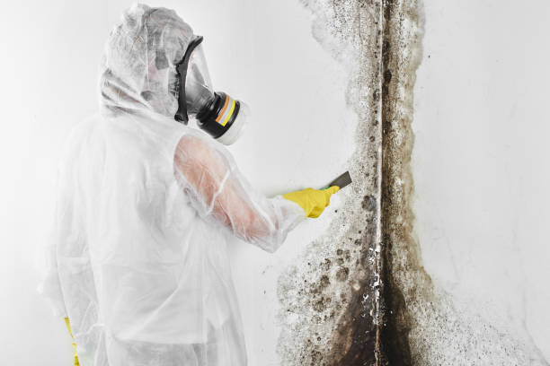Mold Testing and Removal in Morada, CA