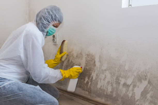 Best Mold Remediation  in Morada, CA