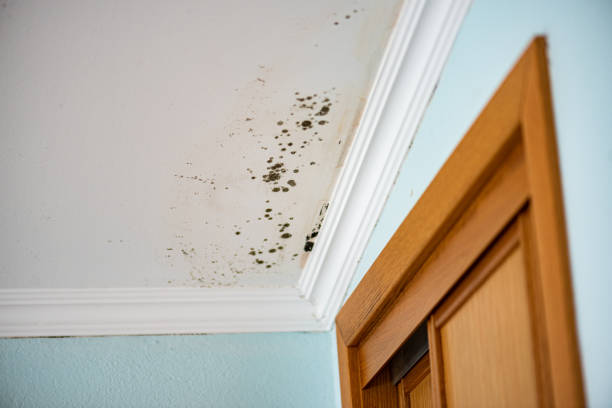 Best Same-Day Mold Removal  in Morada, CA