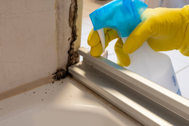 Best Toxic Mold Removal  in Morada, CA