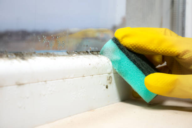 Best Certified Mold Removal  in Morada, CA