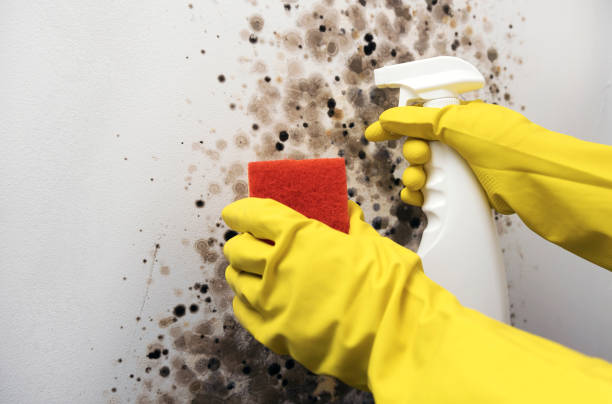 Best Mold Testing  in Morada, CA