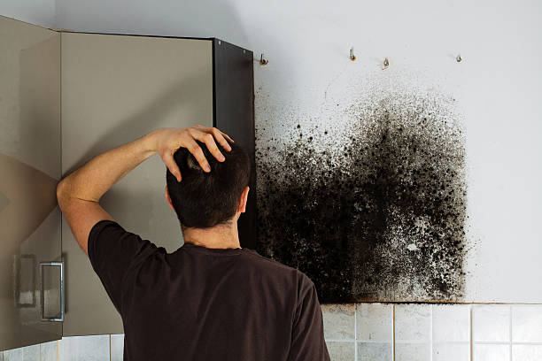 Best Commercial Mold Removal  in Morada, CA