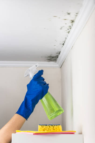 Best Mold Damage Repair  in Morada, CA